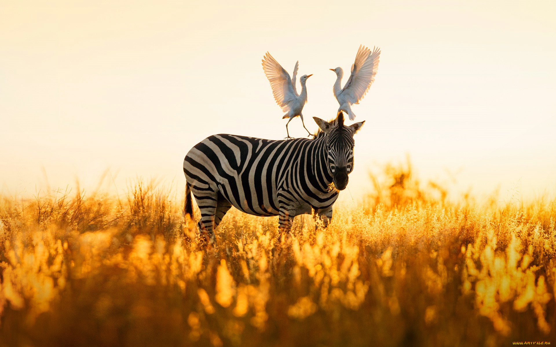 ,  , , , , rietvlei, nature, reserve, 